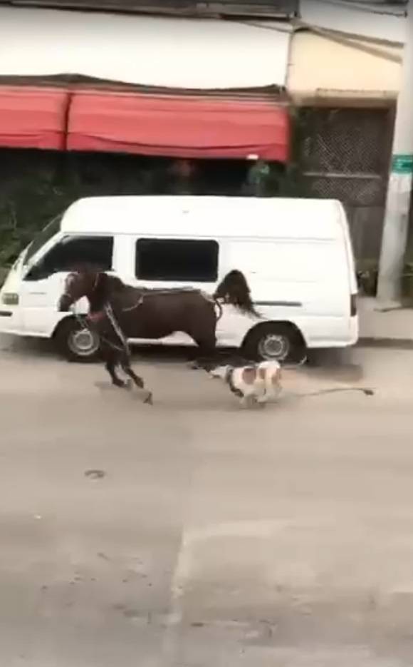 Başıboş pitbull cinsi köpek, başıboş ata saldırdı! O anlar kamerada 4